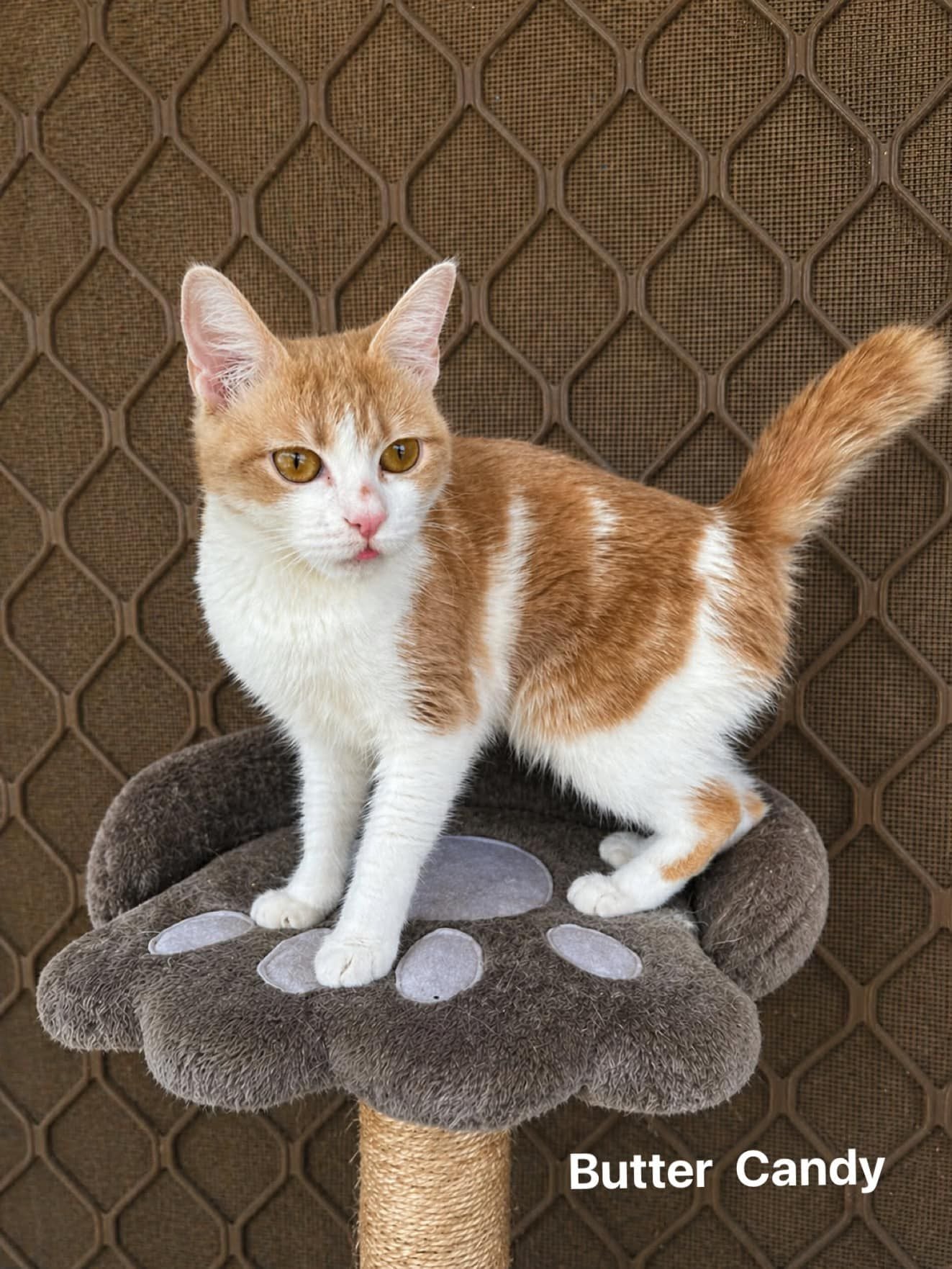 Butter Candy Butter Candy